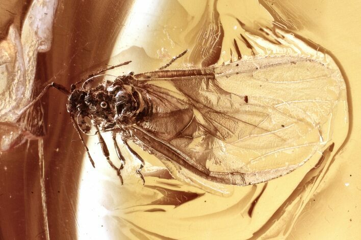 Detailed Fossil Winged Aphid (Aphidoidea) in Baltic Amber #335778